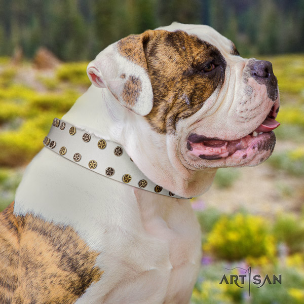 American Bulldog daily use genuine leather collar with stunning adornments for your doggie