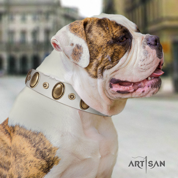American Bulldog everyday walking genuine leather collar with remarkable adornments for your canine