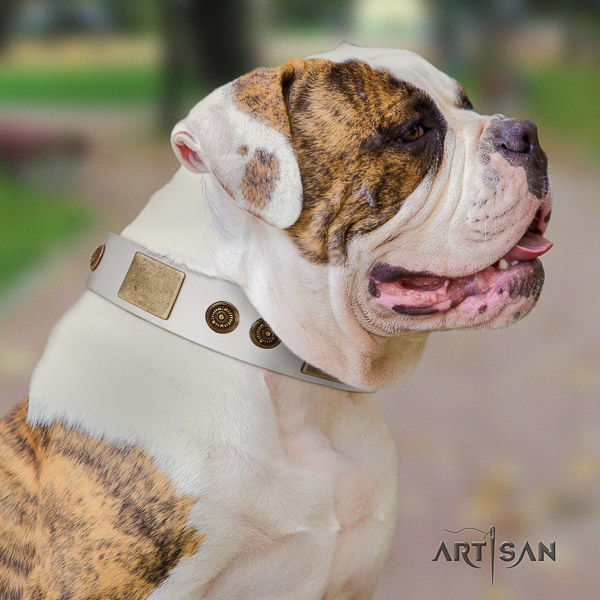 American Bulldog basic training natural leather collar with decorations for your dog