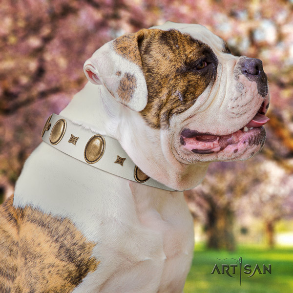 American Bulldog fancy walking genuine leather collar with fashionable decorations for your four-legged friend
