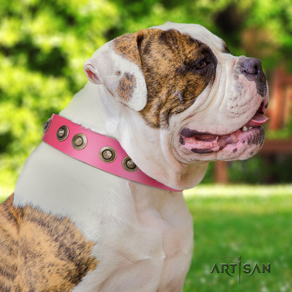 American Bulldog handy use full grain genuine leather collar with embellishments for your four-legged friend