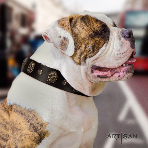 American Bulldog everyday use leather collar with adornments for your canine