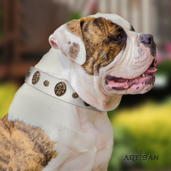 American Bulldog daily use natural leather collar with studs for your dog