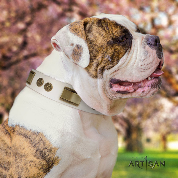 American Bulldog impressive leather dog collar with studs for everyday use