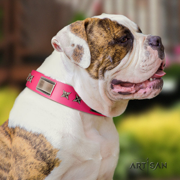 American Bulldog incredible leather dog collar with studs for daily walking