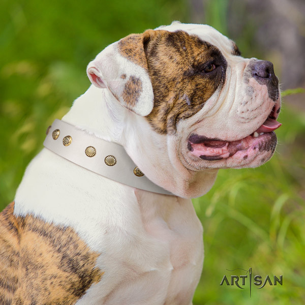 American Bulldog exquisite genuine leather dog collar with embellishments