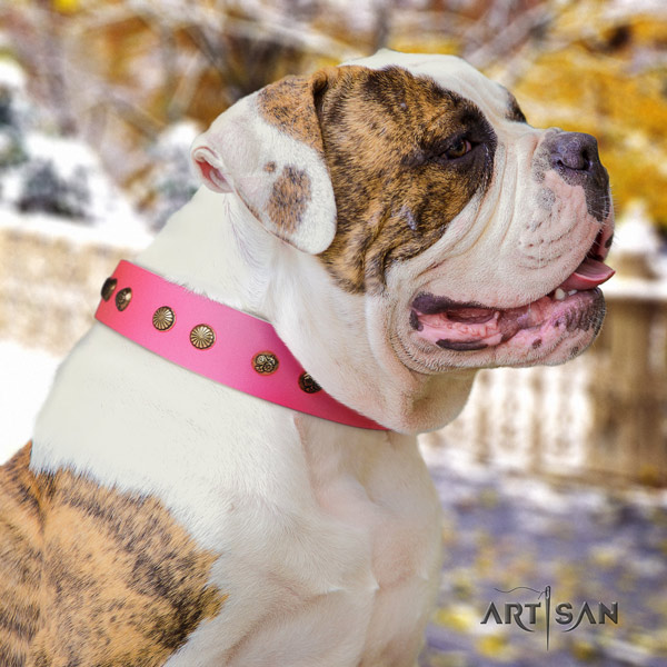 American Bulldog unusual genuine leather dog collar with adornments