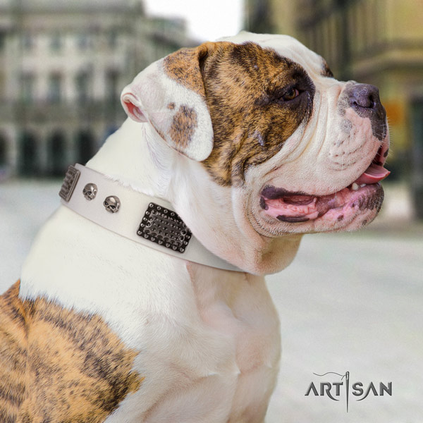 American Bulldog awesome full grain leather dog collar with adornments for handy use