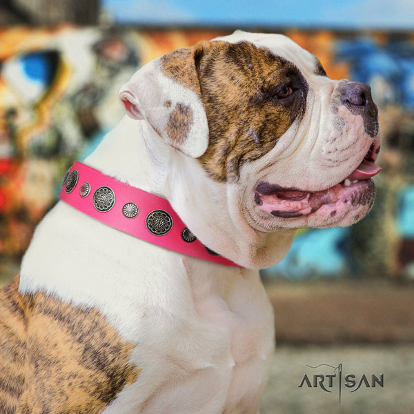 American Bulldog inimitable leather dog collar with studs for easy wearing