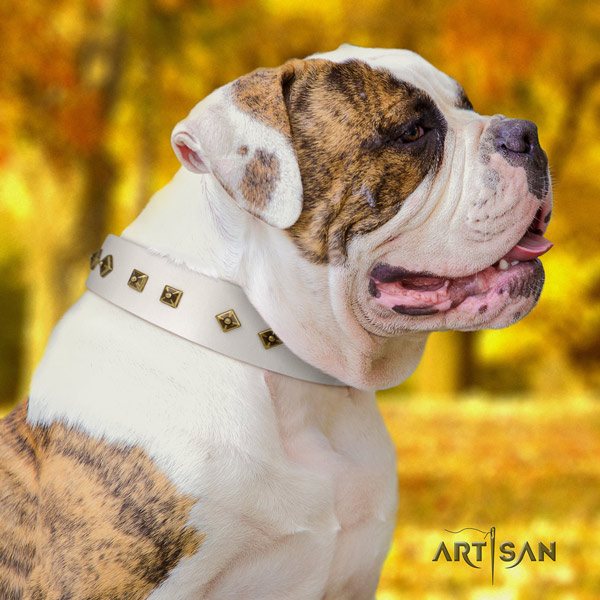 American Bulldog significant leather dog collar with adornments for comfortable wearing