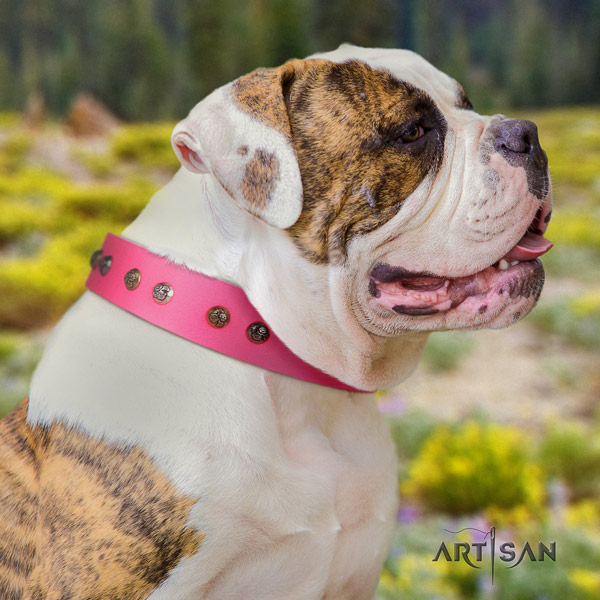 American Bulldog impressive full grain leather dog collar with studs