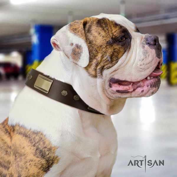American Bulldog top notch genuine leather dog collar with decorations for everyday use