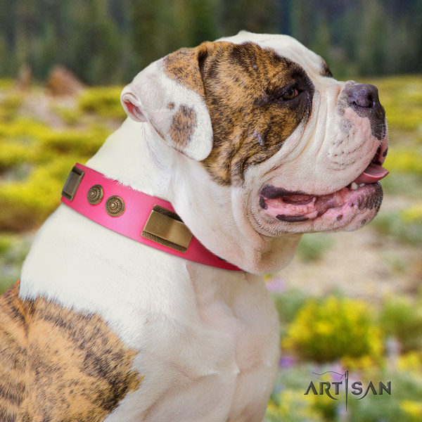 American Bulldog remarkable leather dog collar with decorations for handy use