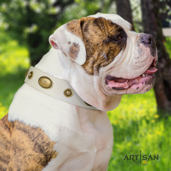 American Bulldog top notch genuine leather dog collar with embellishments for daily walking
