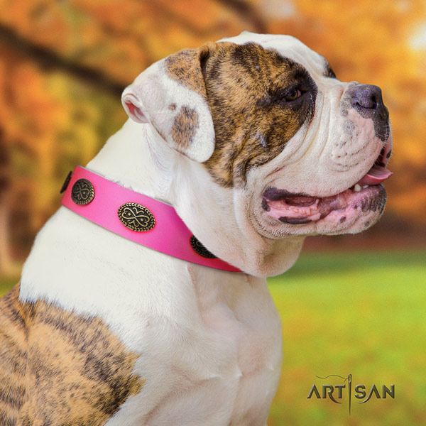 American Bulldog impressive leather dog collar with decorations for easy wearing