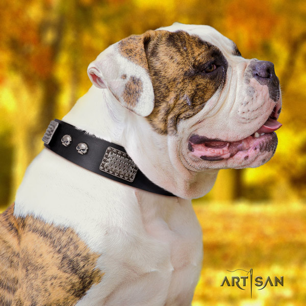 American Bulldog designer full grain leather dog collar with embellishments for daily use