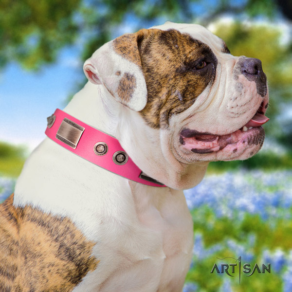 American Bulldog top notch leather dog collar with embellishments for walking