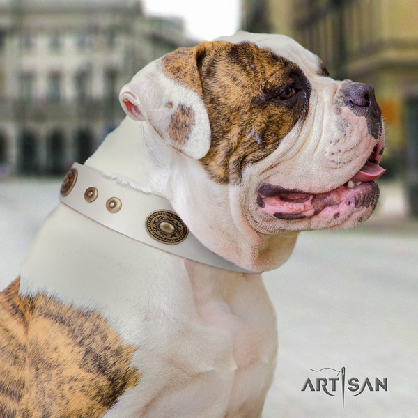 American Bulldog inimitable leather dog collar with adornments