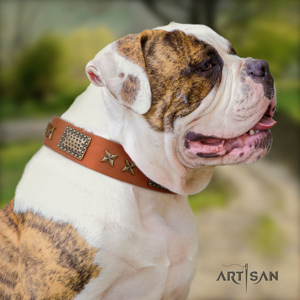 American Bulldog significant leather dog collar with adornments