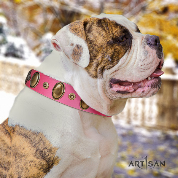 American Bulldog daily use genuine leather collar with awesome studs for your canine