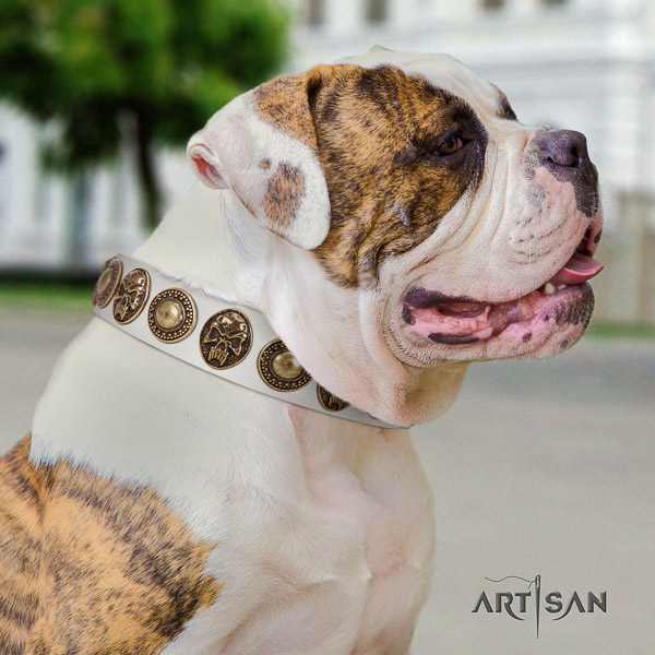 American Bulldog comfortable wearing full grain leather collar with studs for your four-legged friend