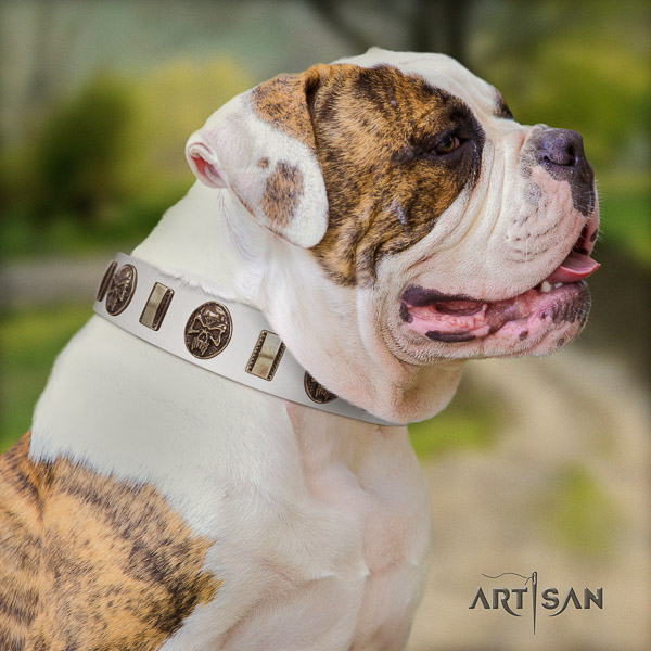 American Bulldog everyday use leather collar with embellishments for your canine