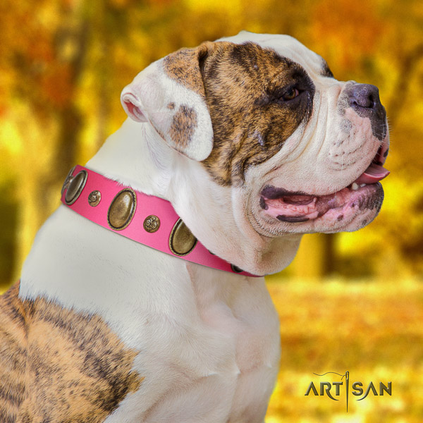 American Bulldog daily use genuine leather collar with incredible studs for your doggie