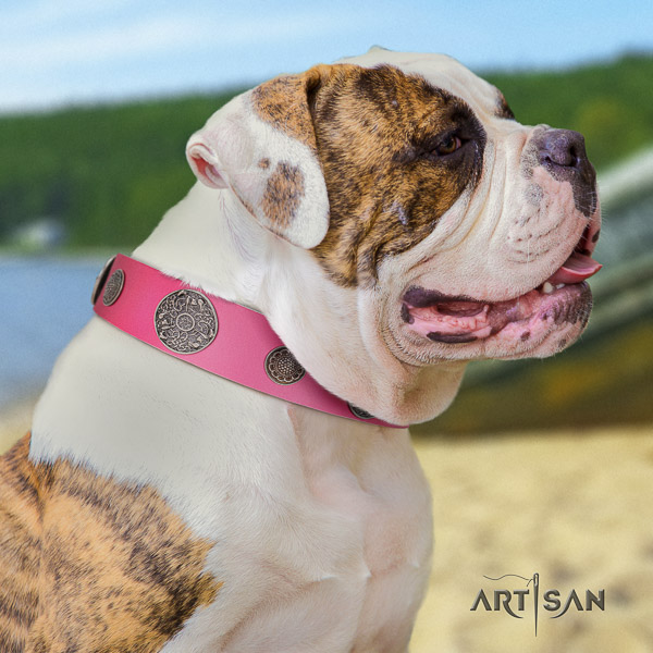 American Bulldog walking natural leather collar with exceptional decorations for your pet