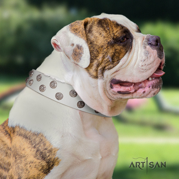 American Bulldog everyday use leather collar with incredible adornments for your doggie