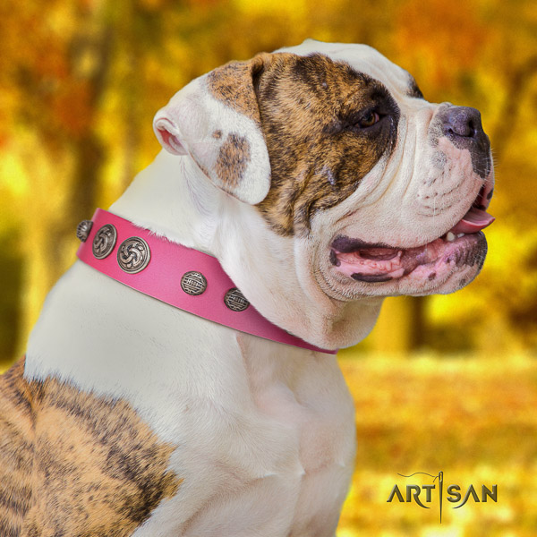 American Bulldog everyday use full grain leather collar with exquisite adornments for your dog