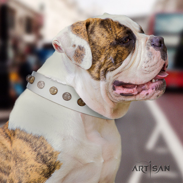 American Bulldog easy wearing genuine leather collar with top notch adornments for your doggie