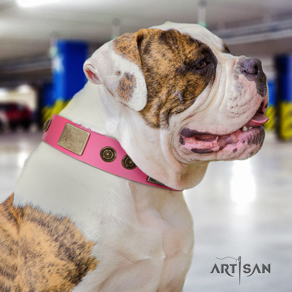 American Bulldog stylish walking genuine leather collar with adornments for your dog