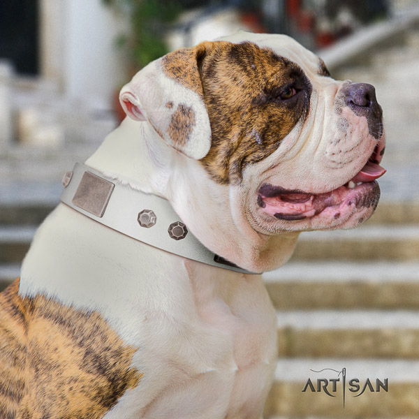 American Bulldog daily use natural leather collar with amazing adornments for your dog