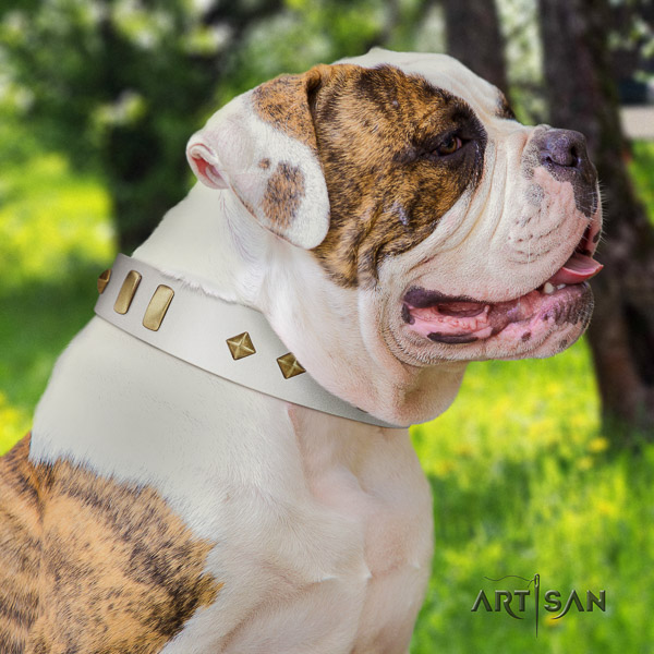 American Bulldog comfy wearing genuine leather collar with exquisite studs for your canine