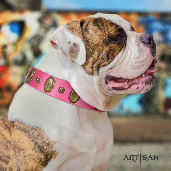 American Bulldog everyday use full grain leather collar with inimitable studs for your dog