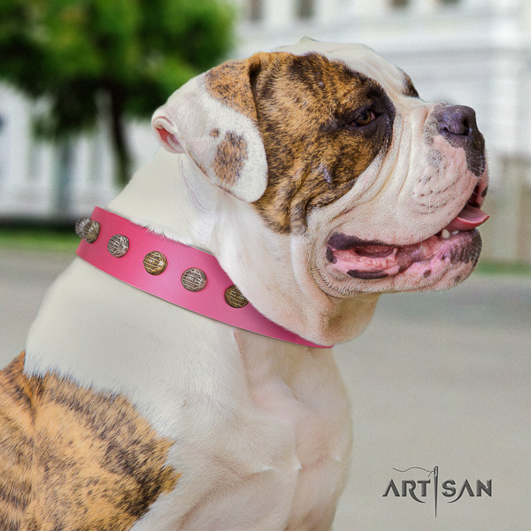 American Bulldog stylish walking genuine leather collar with fashionable decorations for your four-legged friend