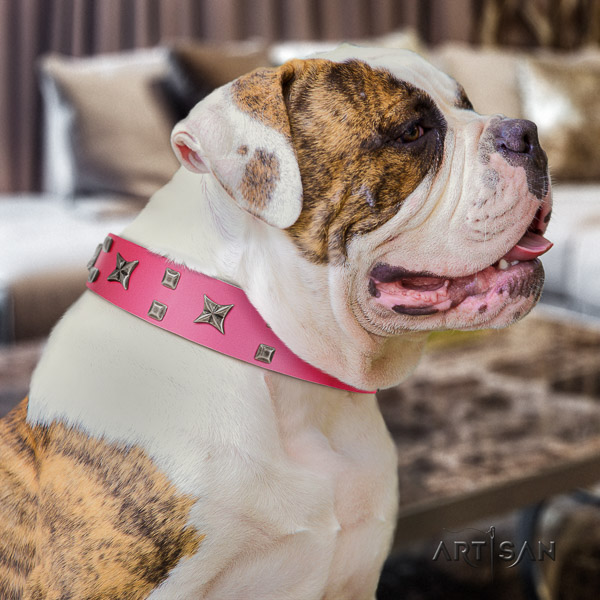 American Bulldog walking leather collar with remarkable studs for your dog