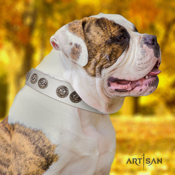 American Bulldog comfortable wearing genuine leather collar with impressive decorations for your pet