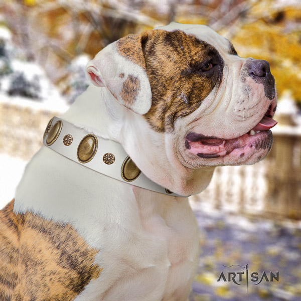 American Bulldog comfortable wearing genuine leather collar with incredible decorations for your pet