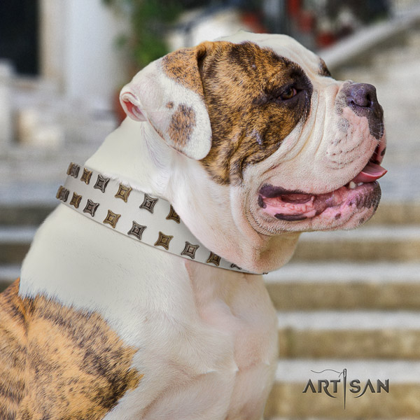 American Bulldog stylish walking leather collar with stunning embellishments for your canine