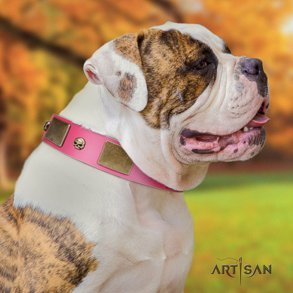 American Bulldog comfy wearing genuine leather collar with stylish adornments for your doggie