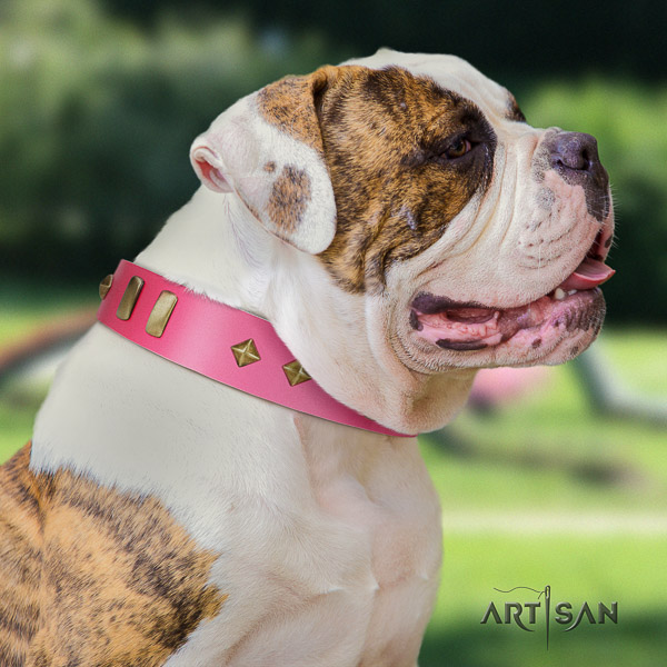 American Bulldog easy wearing genuine leather collar with inimitable embellishments for your dog