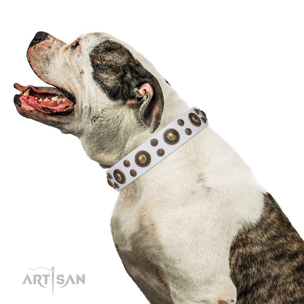American Bulldog impressive full grain natural leather dog collar for comfortable wearing