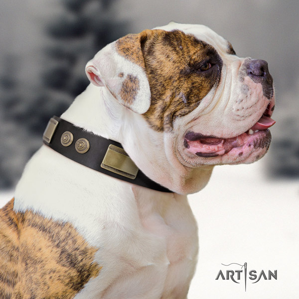 American Bulldog impressive genuine leather dog collar with studs for daily walking