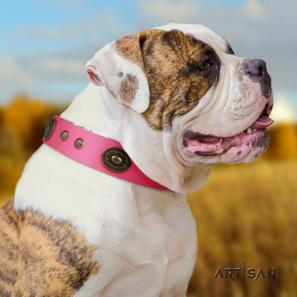 American Bulldog top notch genuine leather dog collar with adornments for fancy walking