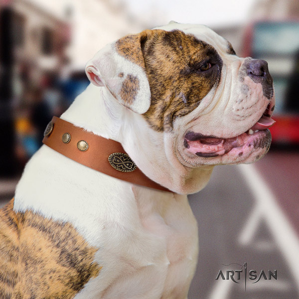 American Bulldog extraordinary leather dog collar with studs for comfy wearing