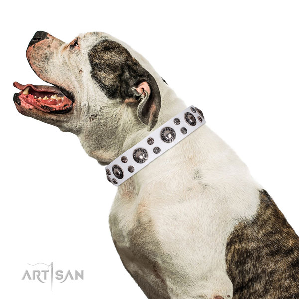 American Bulldog unusual full grain leather dog collar for daily walking