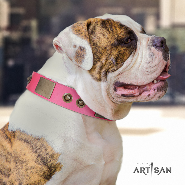 American Bulldog everyday use natural leather collar with embellishments for your canine