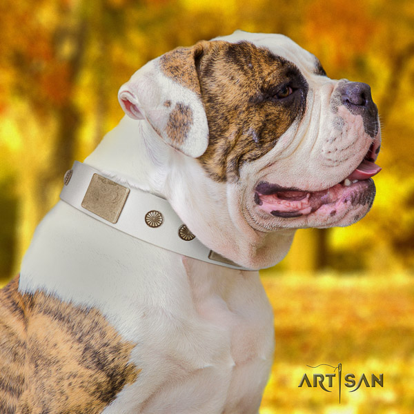 American Bulldog everyday use natural leather collar with embellishments for your doggie