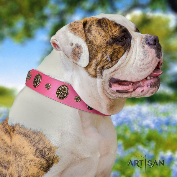 American Bulldog everyday walking natural leather collar with studs for your doggie